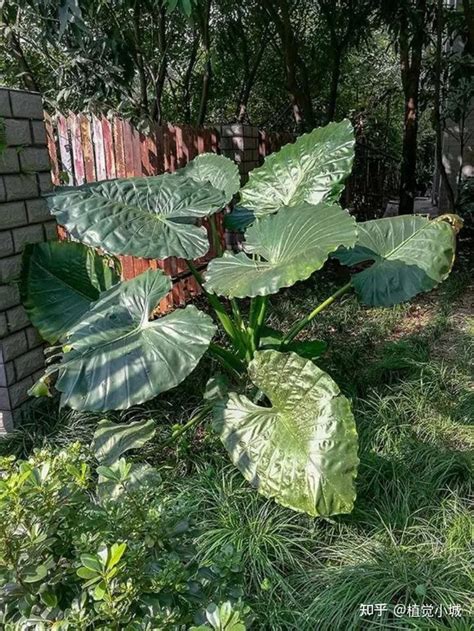 滴水观音怎么养|100种观叶植物 